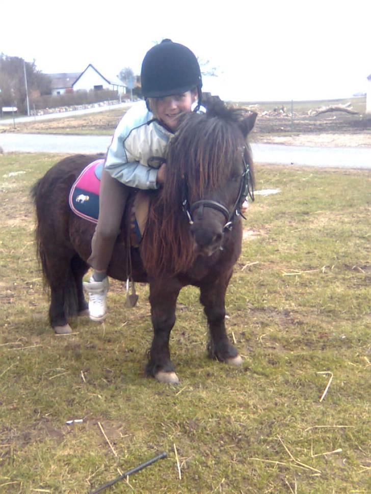 Shetlænder Emil - min elsket Emil.... billede 16