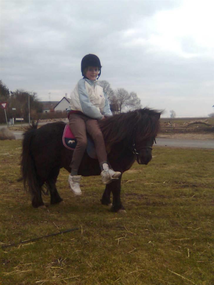 Shetlænder Emil - søde Emil.... billede 17