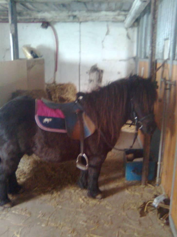 Shetlænder Emil - kære lille milo.... billede 18