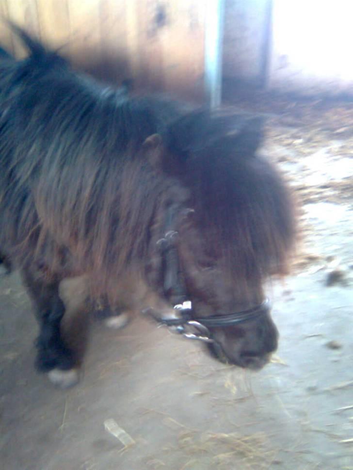 Shetlænder Emil - smukke billede 19