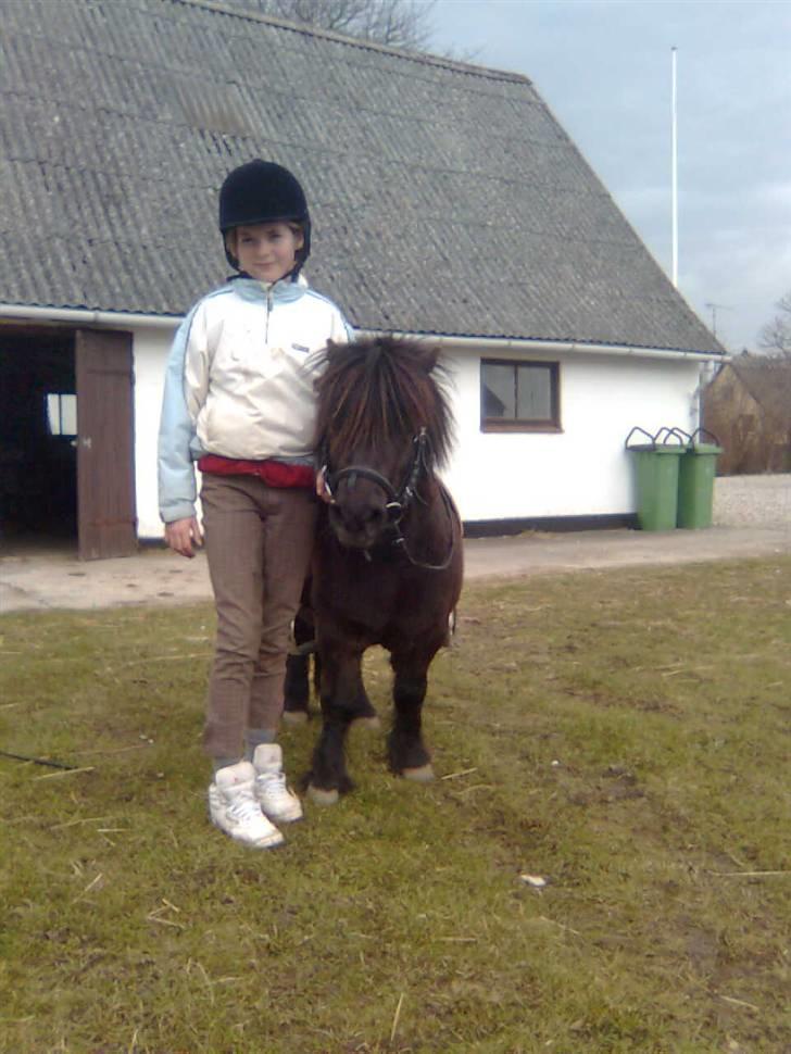 Shetlænder Emil - farvel håber i synes han er sød... billede 20