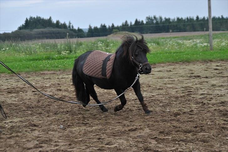 Anden særlig race Gucci - solgt  - Hingstebassen i longe d.20 aug 2010 billede 19