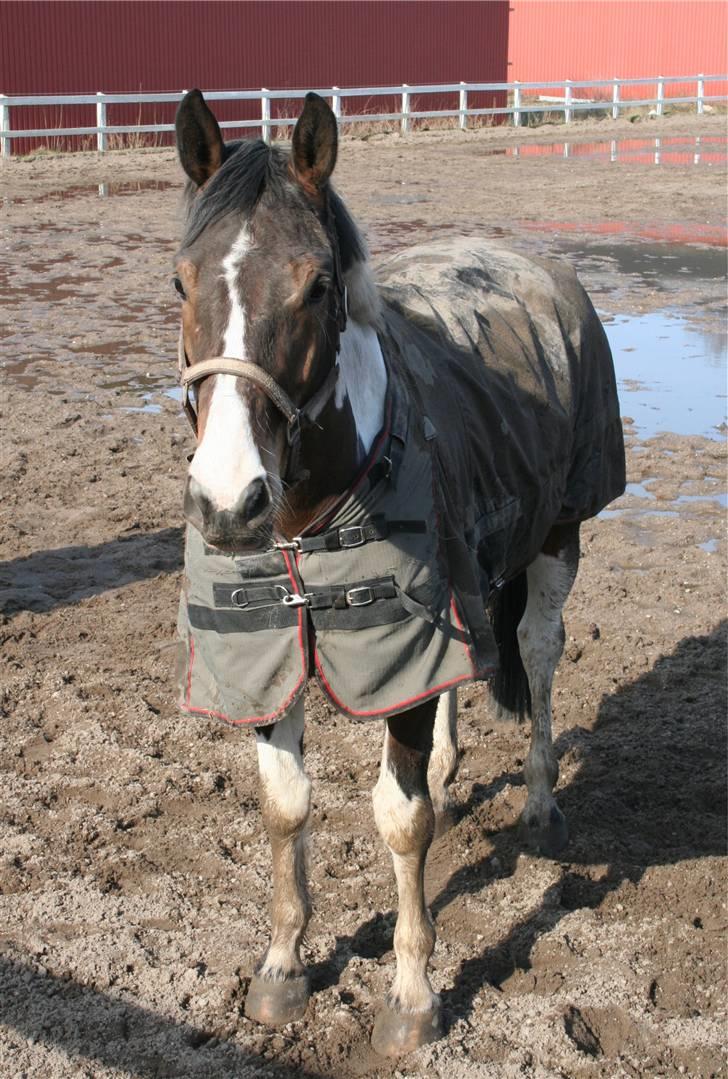 Pinto - Mølholms Tarka:) - tarka står og kigger :D billede 8