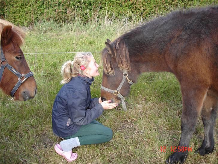 Islænder Skuggi fra Vestergaard - Mig og Skuggi, vi hygger os på marken! :D Nåårh Viggi vil også være med på billedet! :P billede 6
