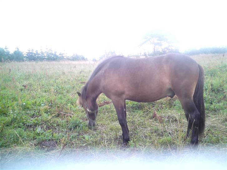 Islænder Skuggi fra Vestergaard billede 7
