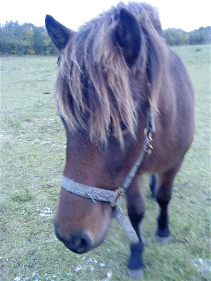 Islænder Skuggi fra Vestergaard billede 4