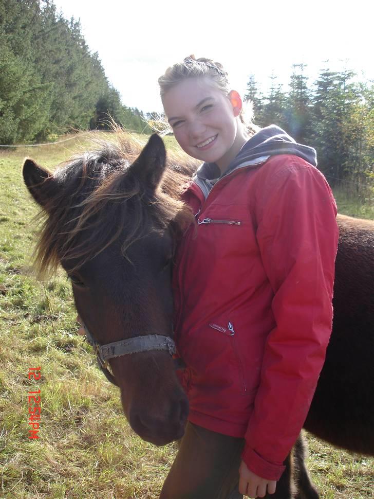 Islænder Skuggi fra Vestergaard - Emma og Skuggi på marken ! <3 billede 2