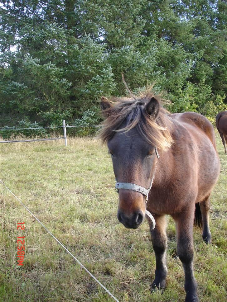 Islænder Skuggi fra Vestergaard billede 9