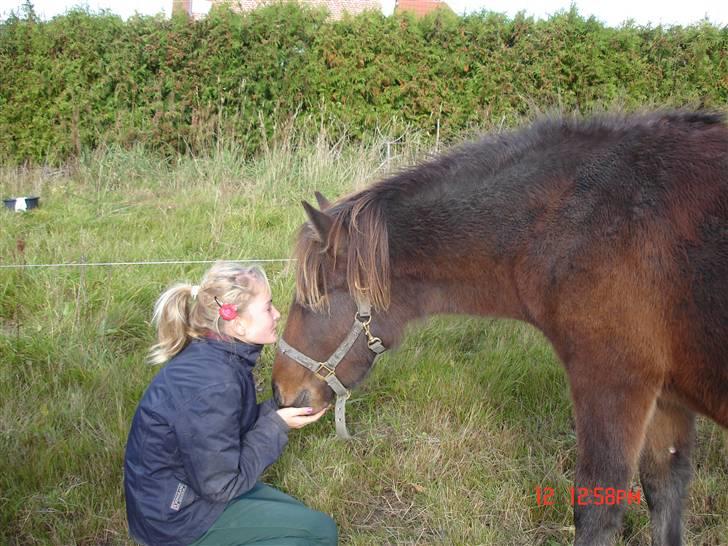 Islænder Skuggi fra Vestergaard billede 8