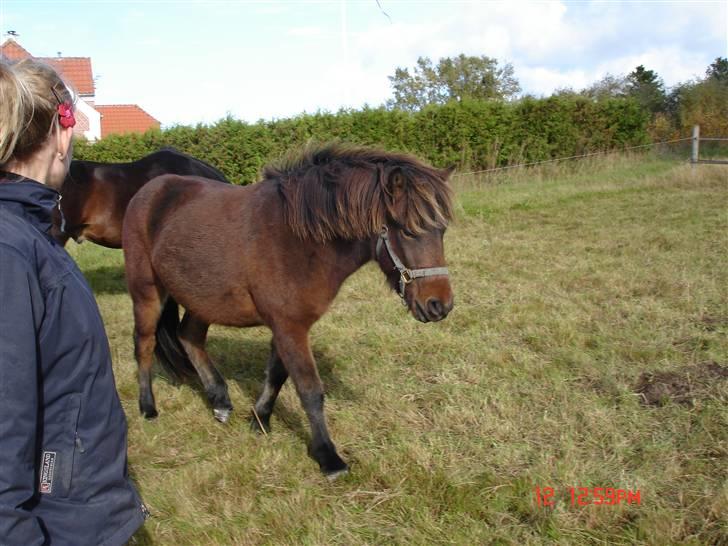 Islænder Skuggi fra Vestergaard billede 10