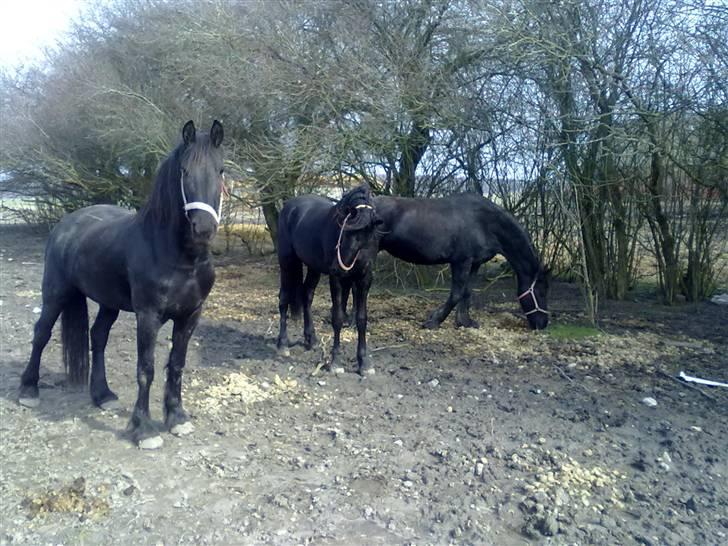 Frieser AnnaBell Wanda (solgt) - maike, wanda og ymkje vores 3 sorte perler billede 12