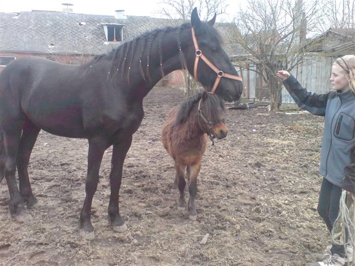 Frieser AnnaBell Wanda (solgt) - wanda sammen med manse på 110 cm billede 14