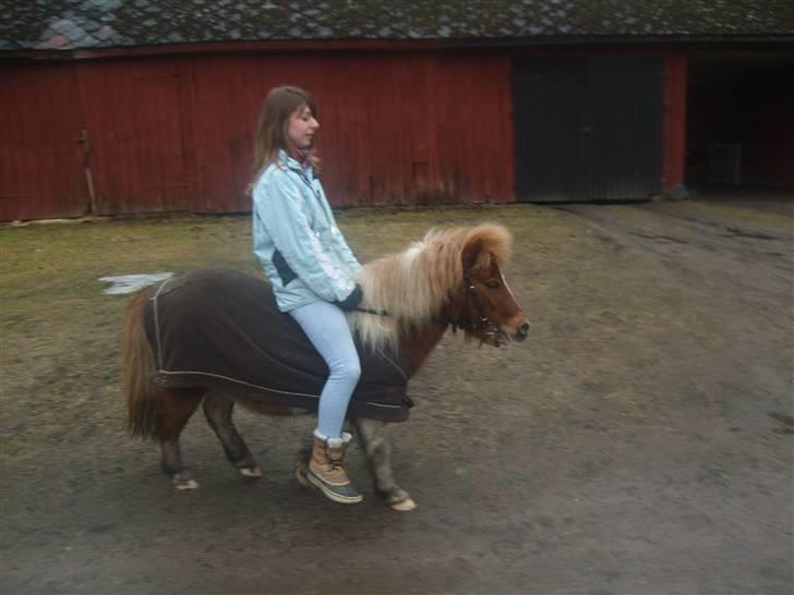 Shetlænder Musse Ior *Solgt* - rider Ior<3 billede 20