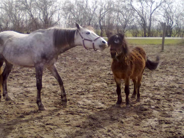 Anden særlig race robert ***SOLGT*** - robert og manse leger billede 7