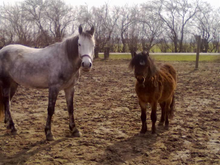 Anden særlig race robert ***SOLGT*** billede 8