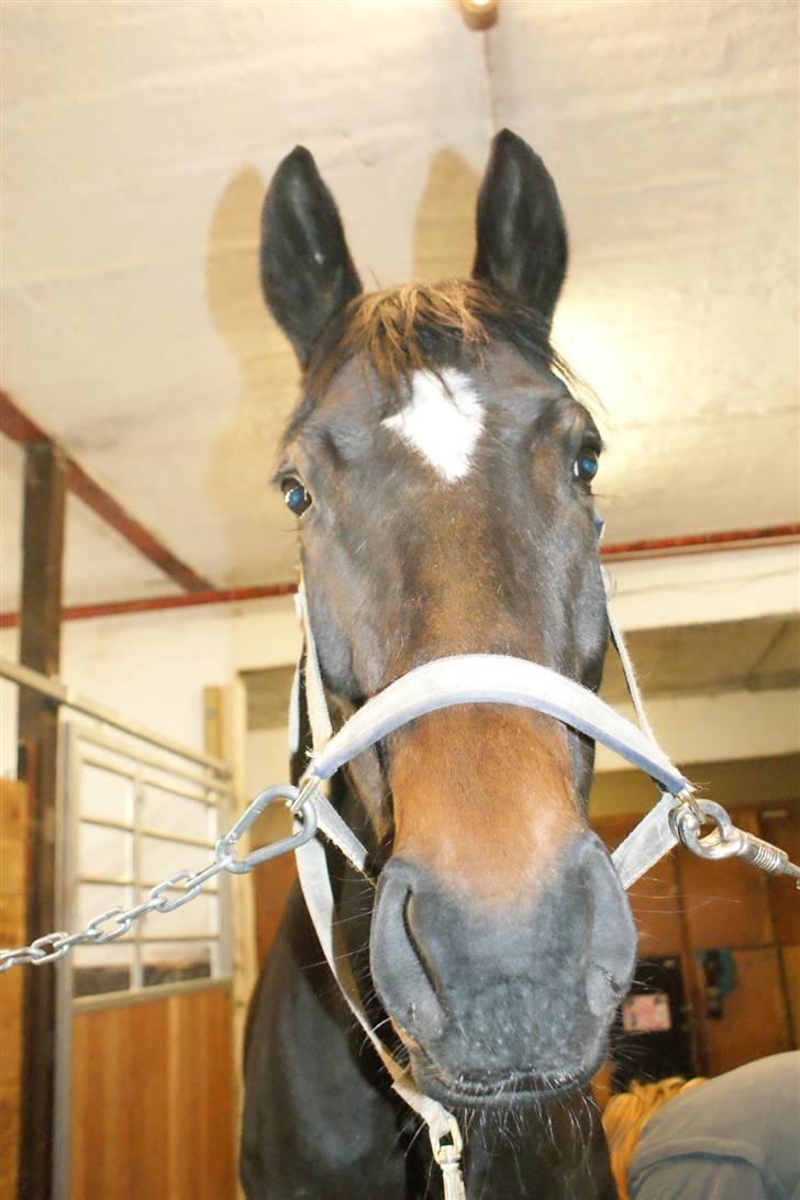 Dansk Varmblod Miss Minelli (Taget hjem) billede 1