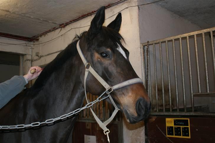 Dansk Varmblod Miss Minelli (Taget hjem) billede 2