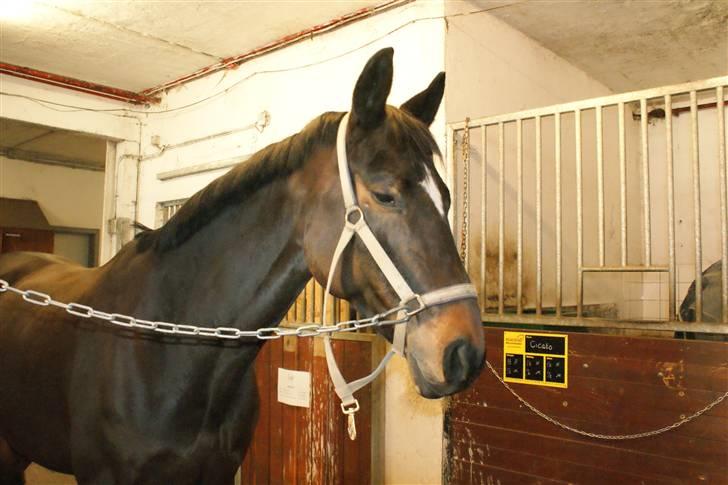 Dansk Varmblod Miss Minelli (Taget hjem) billede 3