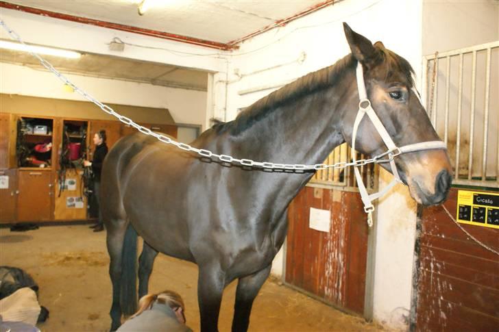 Dansk Varmblod Miss Minelli (Taget hjem) billede 4