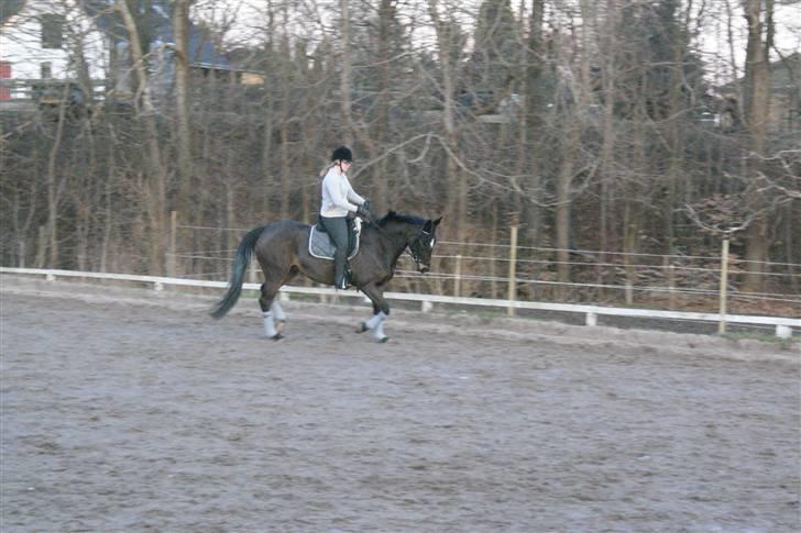 Dansk Varmblod Miss Minelli (Taget hjem) billede 5