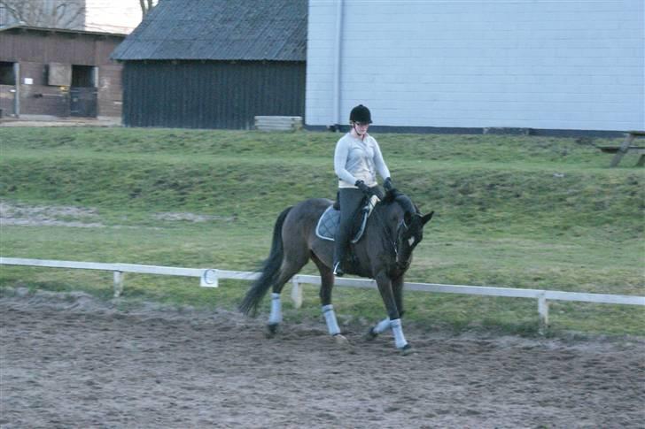 Dansk Varmblod Miss Minelli (Taget hjem) billede 6