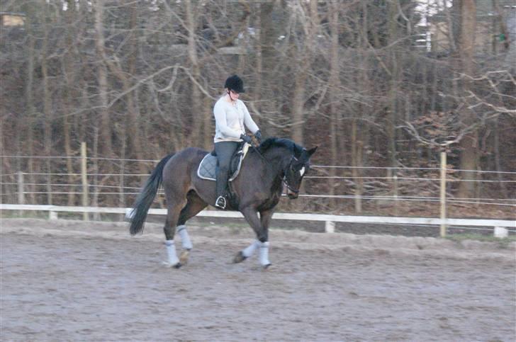 Dansk Varmblod Miss Minelli (Taget hjem) billede 7