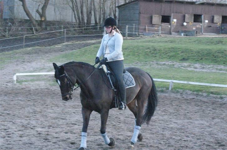 Dansk Varmblod Miss Minelli (Taget hjem) billede 8