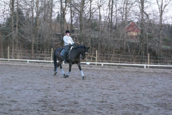 Dansk Varmblod Miss Minelli (Taget hjem) billede 9