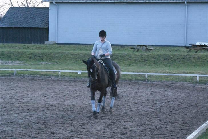 Dansk Varmblod Miss Minelli (Taget hjem) billede 10
