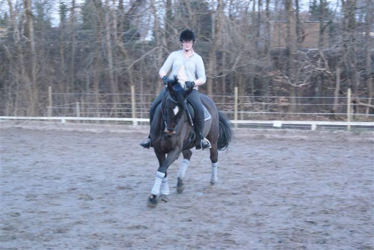 Dansk Varmblod Miss Minelli (Taget hjem) billede 11