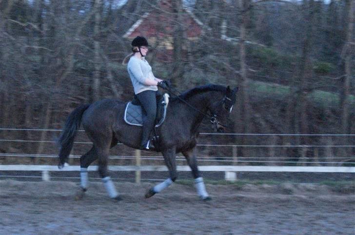 Dansk Varmblod Miss Minelli (Taget hjem) billede 12