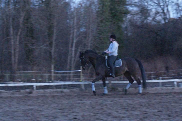 Dansk Varmblod Miss Minelli (Taget hjem) billede 13