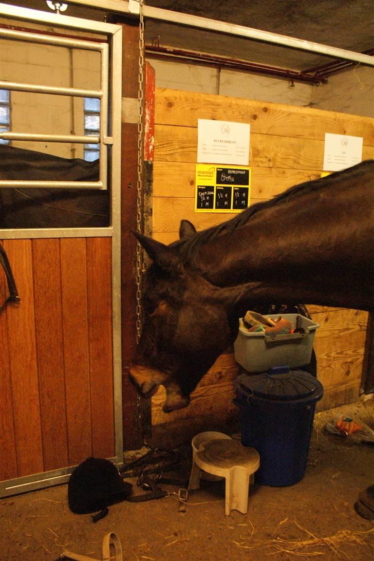 Dansk Varmblod Miss Minelli (Taget hjem) billede 14