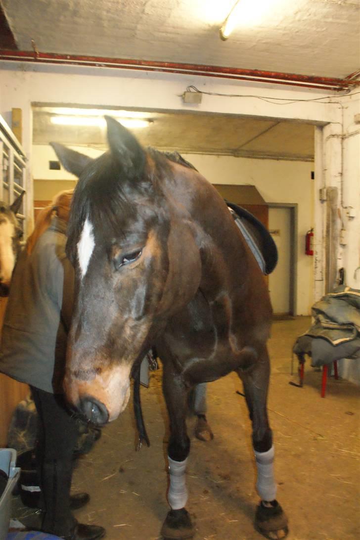 Dansk Varmblod Miss Minelli (Taget hjem) billede 15