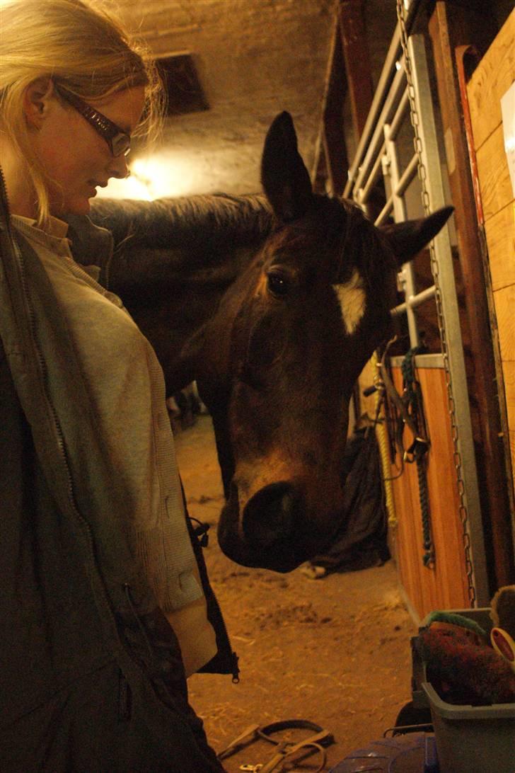 Dansk Varmblod Miss Minelli (Taget hjem) billede 16