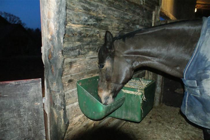 Dansk Varmblod Miss Minelli (Taget hjem) billede 17