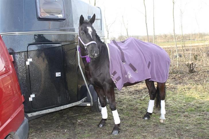 Anden særlig race joey billede 3