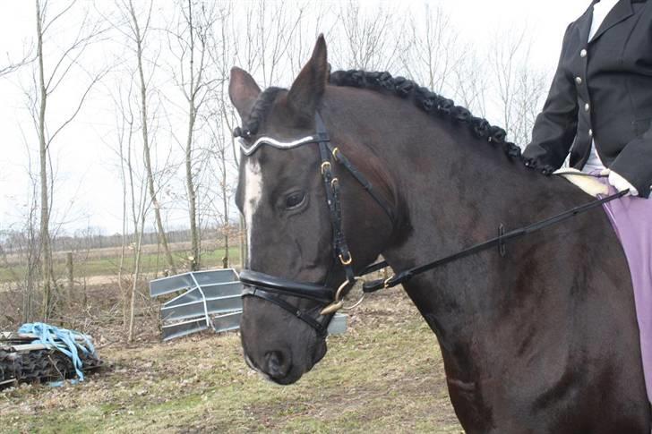Anden særlig race joey billede 8