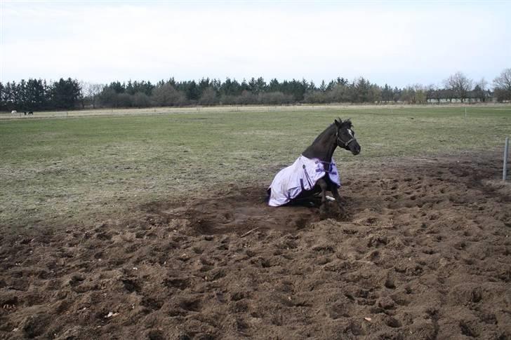 Anden særlig race joey billede 11