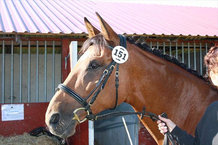 Dansk Varmblod Papaya Ley - Velkommen til Papaya Ley´s profil, smid gerne en kommentar og bedømmelse:D billede 1