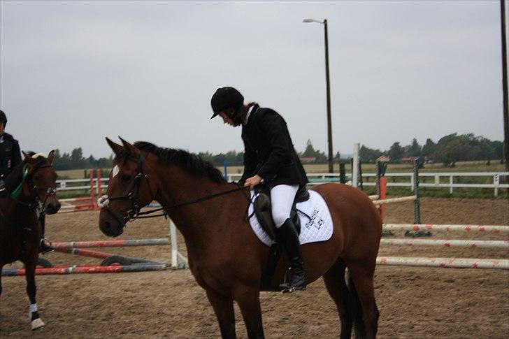 Dansk Varmblod Papaya Ley - præmiroverrækkelse! <3 billede 2