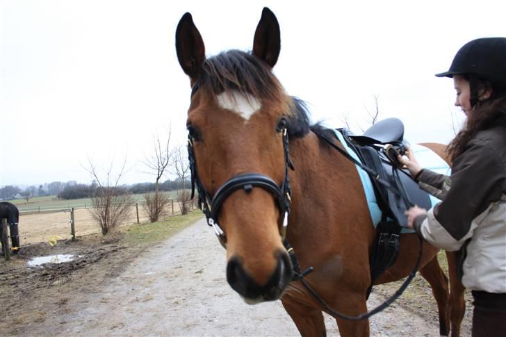 Dansk Varmblod Papaya Ley - smukke pigen anden gang jeg prøvede hende:D billede 3
