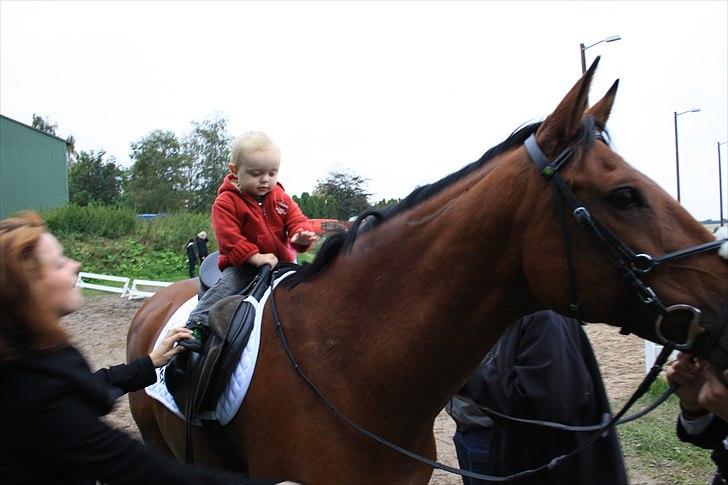 Dansk Varmblod Papaya Ley - Undervisers søn! :D billede 4