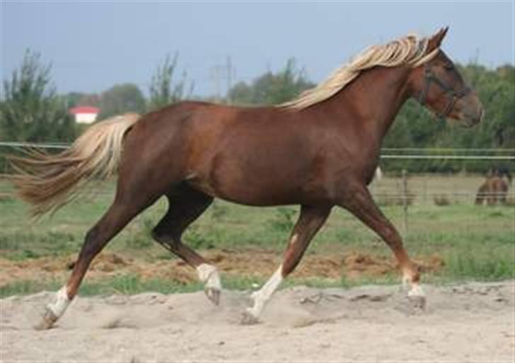 New Forest Hirse - Hirse 2 1/2 år billede 1