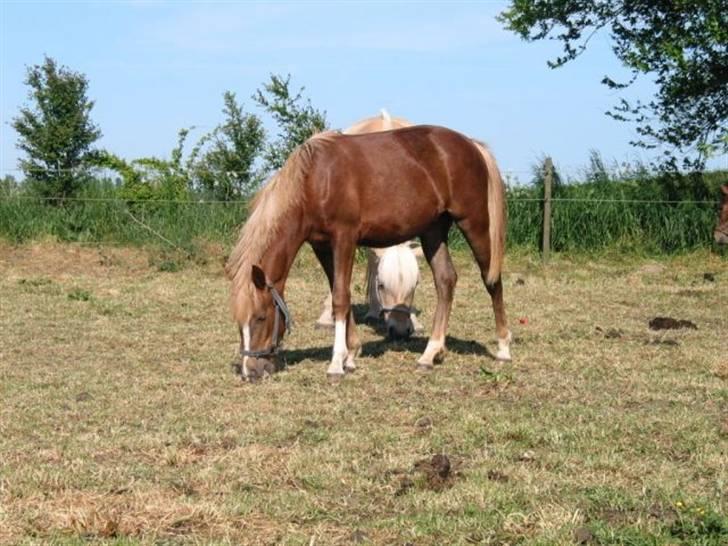 New Forest Hirse - Hirse 1 år billede 2