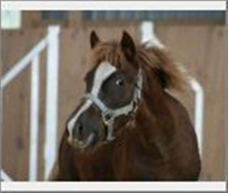 New Forest Hirse - Er jeg ikke smuk. billede 3