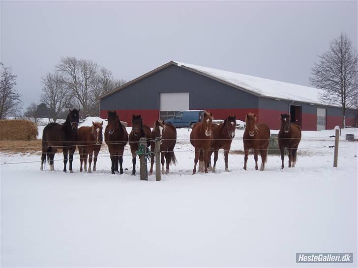 New Forest Hirse - Hirse - lige i midten i. Den længste vinter i mange år. 2010  billede 5