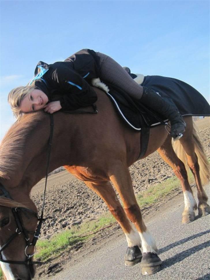 Welsh Cob (sec D)  Sophie solgt billede 13