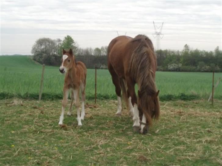 Welsh Pony af Cob-type (sec C) Gribsvads Laquie - Laquie og mor billede 2