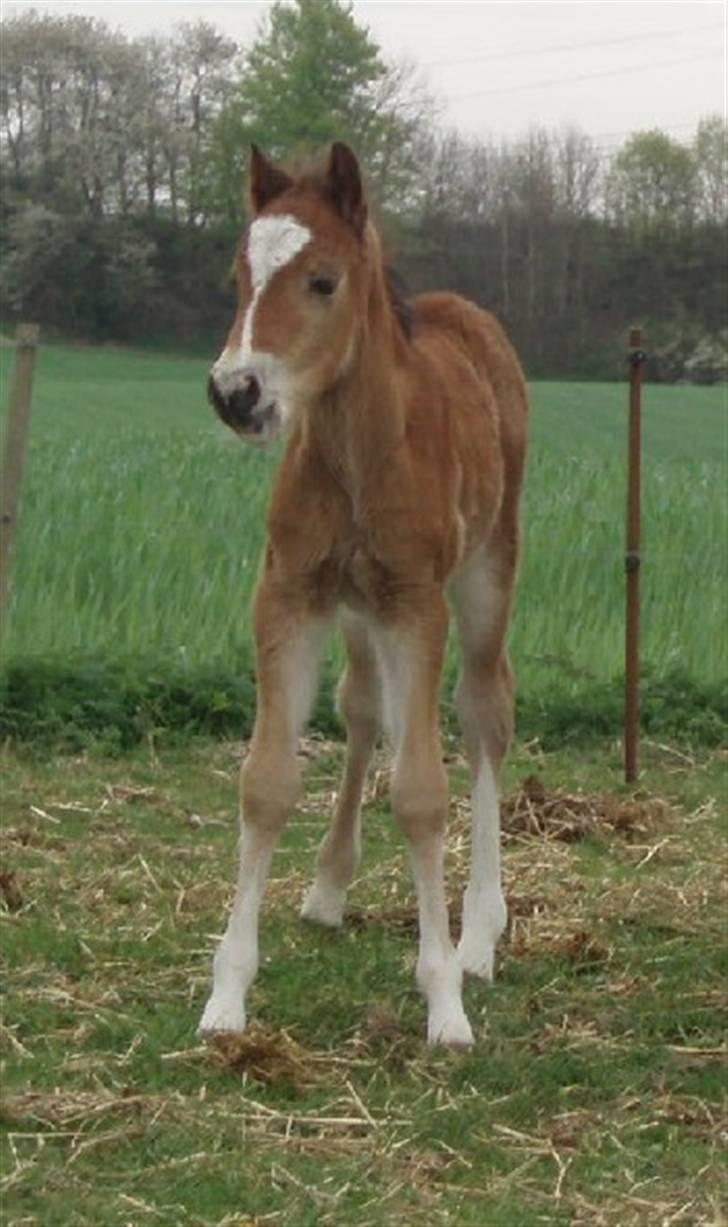 Welsh Pony af Cob-type (sec C) Gribsvads Laquie - Laquie et par uger gammel billede 3